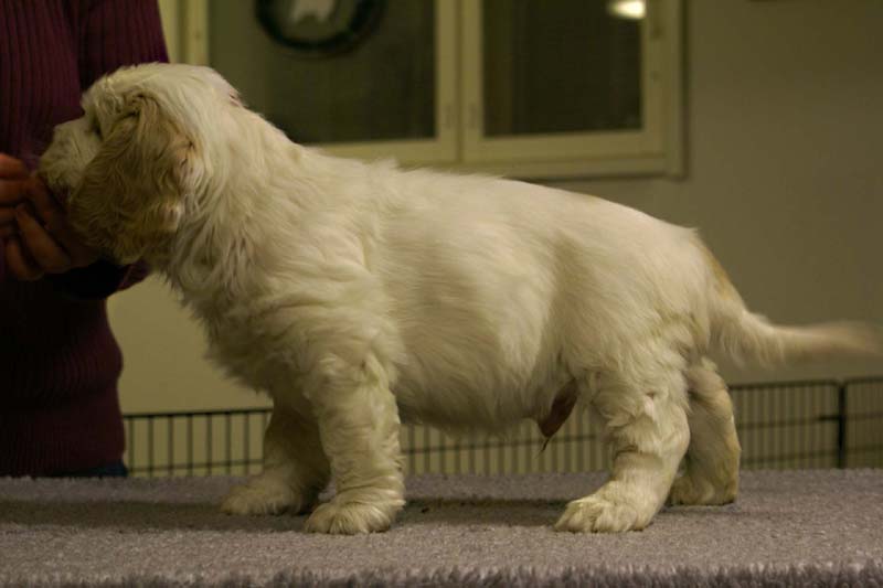 ST_Sir_Tristan_7weeks_d