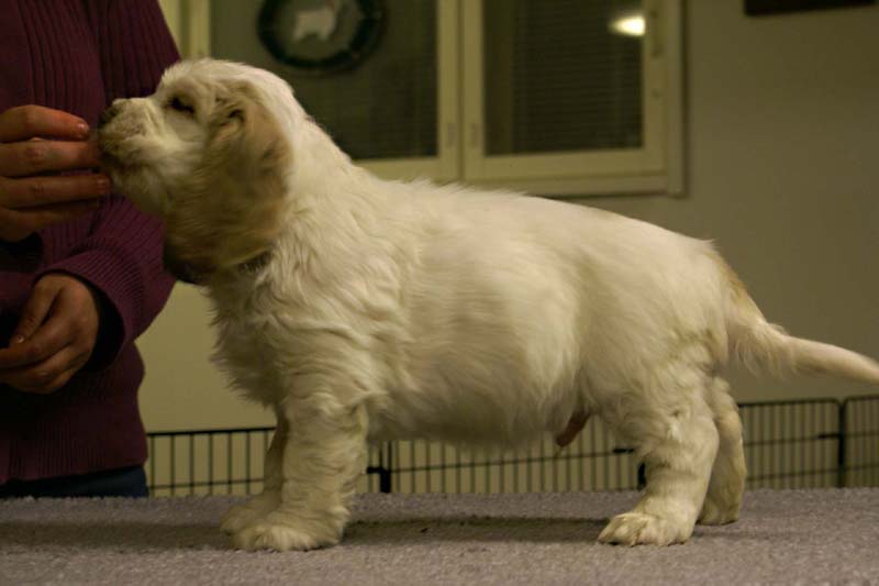 ST_Sir_Tristan_7weeks_e