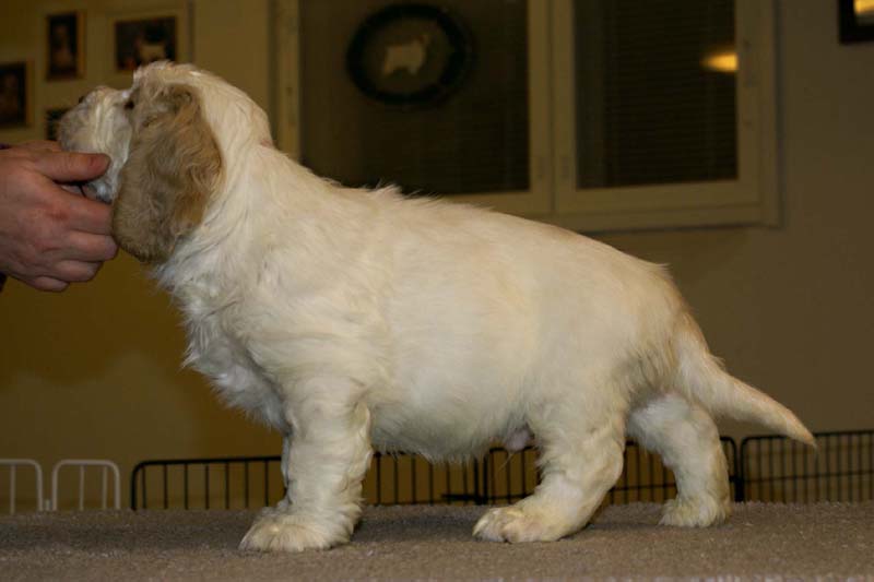 ST_Sir_Tristan_7weeks_f