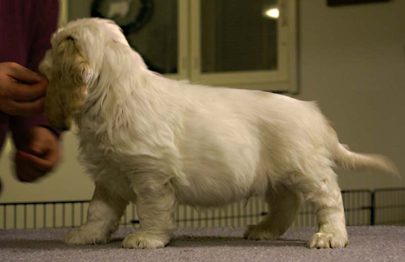 ST_Sir_Tristan_7weeks_g