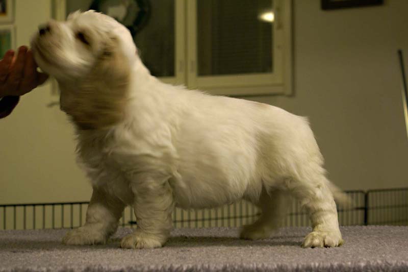 ST_Sir_Tristan_7weeks_h