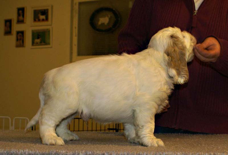 ST_Sir_Tristan_7weeks_i