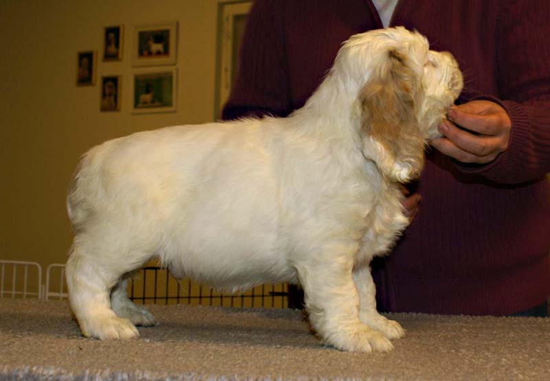 ST_Sir_Tristan_7weeks_m