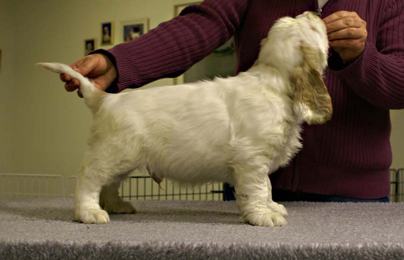 ST_Sir_Tristan_7weeks_o