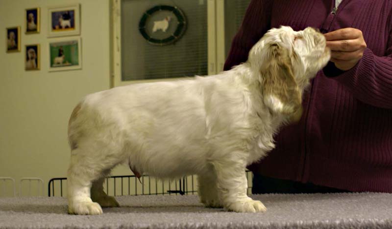 ST_Sir_Tristan_7weeks_p