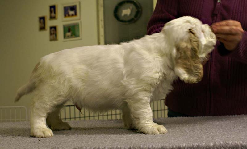 ST_Sir_Tristan_7weeks_q