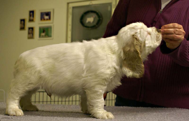 ST_Sir_Tristan_7weeks_r