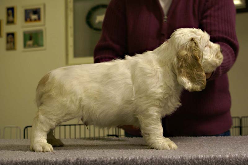 ST_Sir_Tristan_7weeks_s