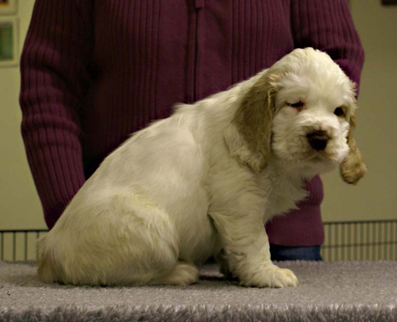 ST_Sir_Tristan_7weeks_u