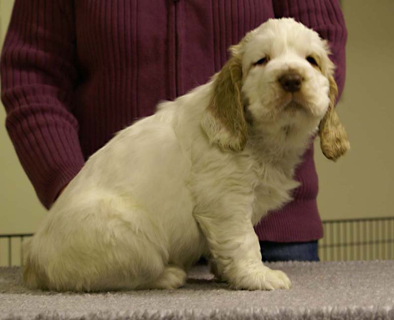 ST_Sir_Tristan_7weeks_v