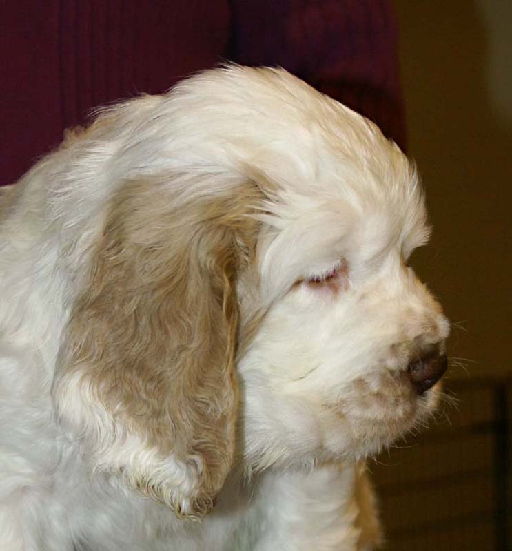 ST_Sir_Tristan_7weeks_y