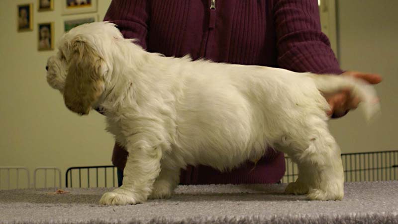 ST_Sir_Tristan_7weeks_z