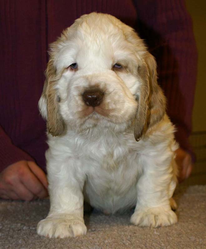 ST_Sir_Tristan_7weeks_zz