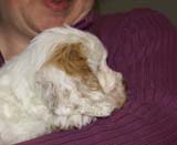 ST_Morgan_Le_Fay_7weeks_f