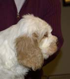 ST_Sir_Galahad_7weeks_m