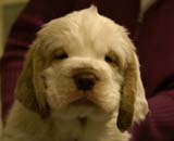 ST_Sir_Galahad_7weeks_n