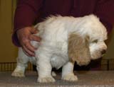 ST_Sir_Galahad_7weeks_o