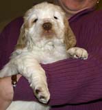 ST_Sir_Lancelot_7weeks_l