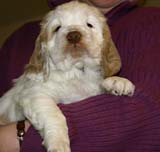 ST_Sir_Lancelot_7weeks_m