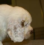 ST_Sir_Percivale_7weeks_q