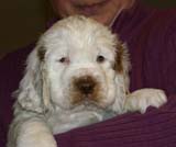 ST_Sir_Percivale_7weeks_r