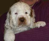 ST_Sir_Percivale_7weeks_s