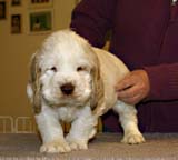 ST_Sir_Tristan_7weeks_k