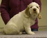 ST_Sir_Tristan_7weeks_v