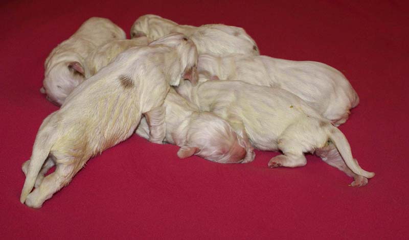 Windy_Fraser_puppies_4thday_b