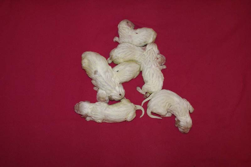 Windy_Fraser_puppies_4thday_c