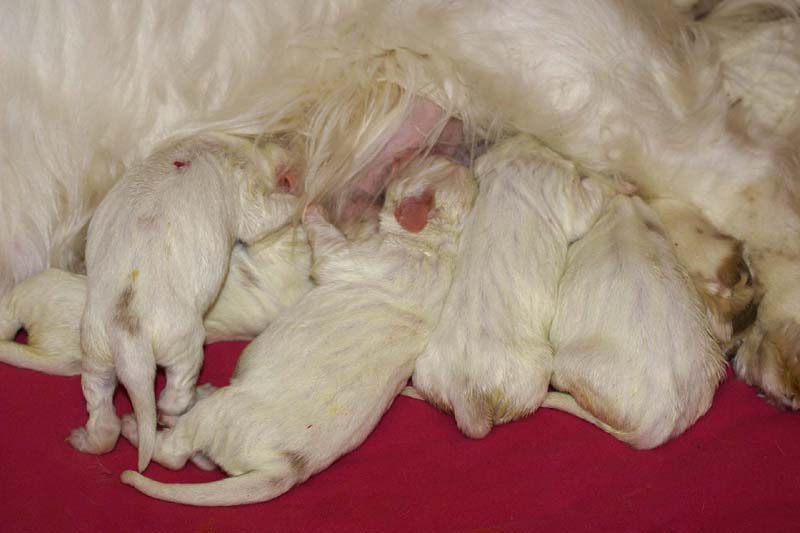 Windy_Fraser_puppies_4thday_h