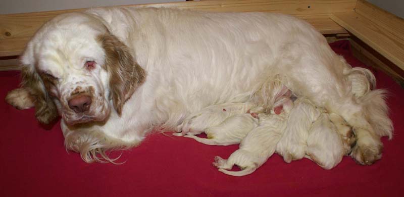 Windy_Fraser_puppies_4thday_i