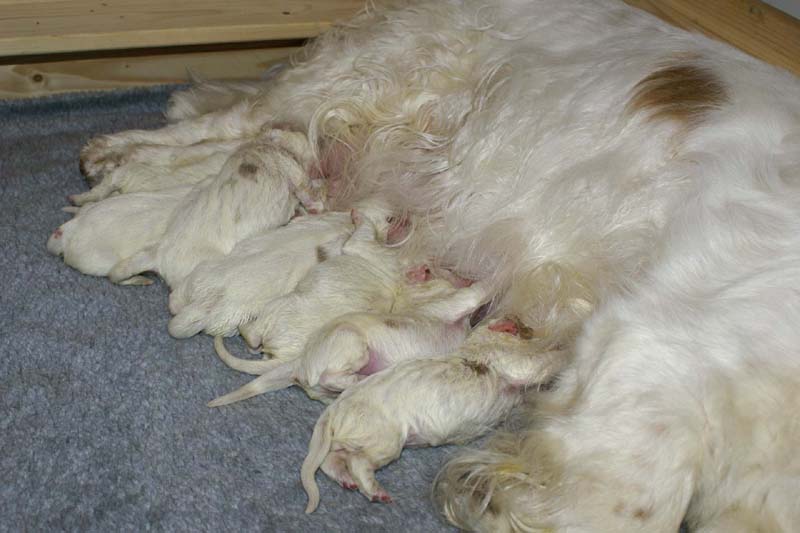 Windy_Fraser_puppies_5thday_a