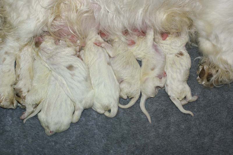 Windy_Fraser_puppies_5thday_b