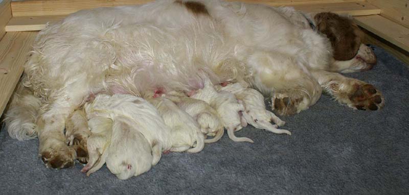 Windy_Fraser_puppies_5thday_c