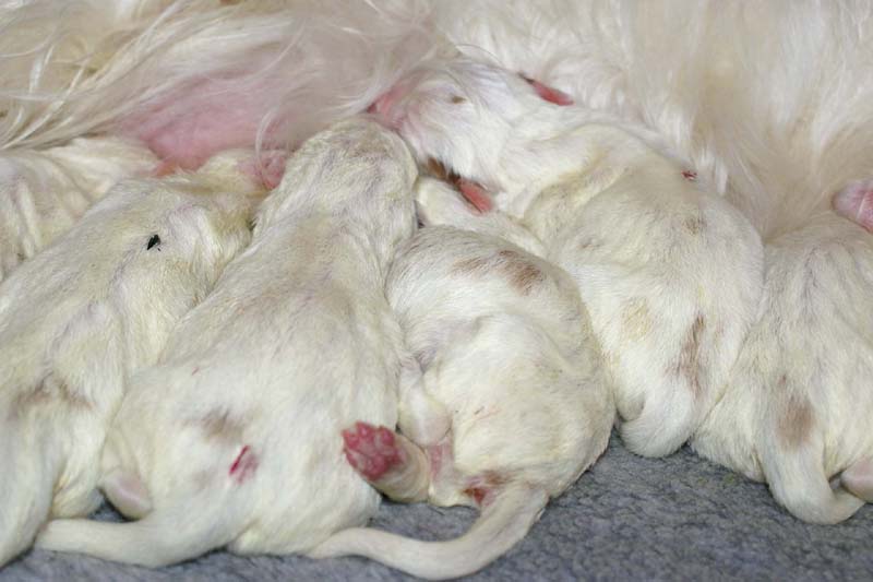 Windy_Fraser_puppies_5thday_d