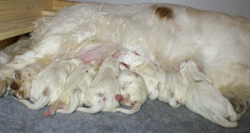 Windy_Fraser_puppies_5thday_e