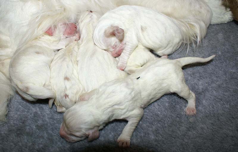 Windy_Fraser_puppies_5thday_f