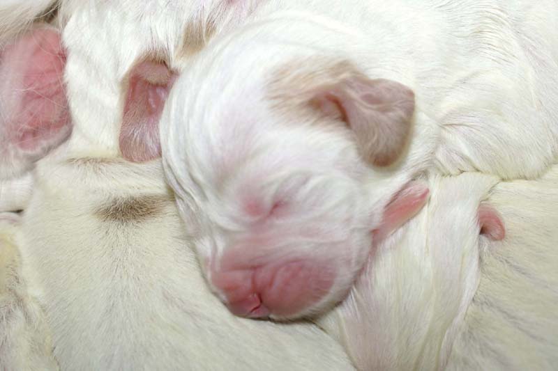 Windy_Fraser_puppies_5thday_g