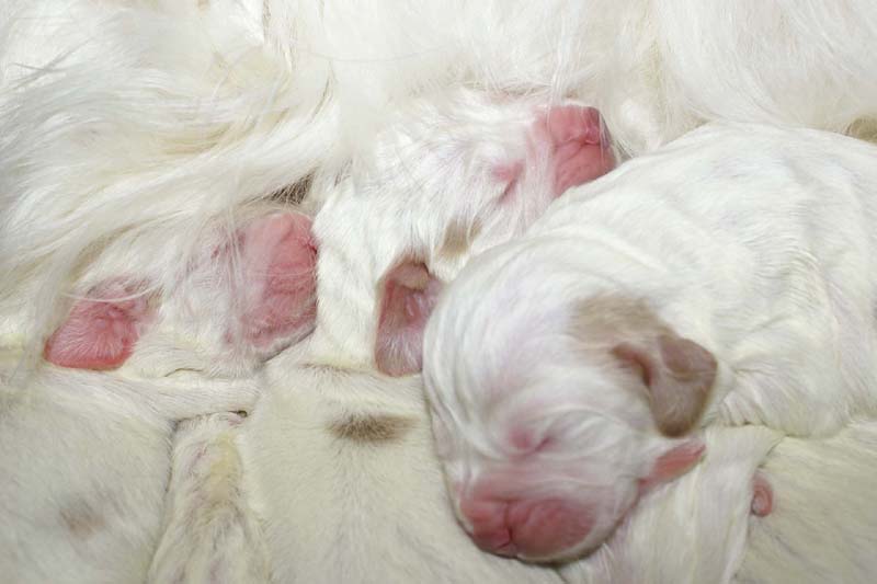 Windy_Fraser_puppies_5thday_h