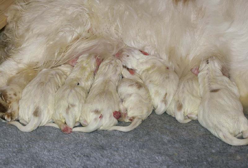 Windy_Fraser_puppies_5thday_i