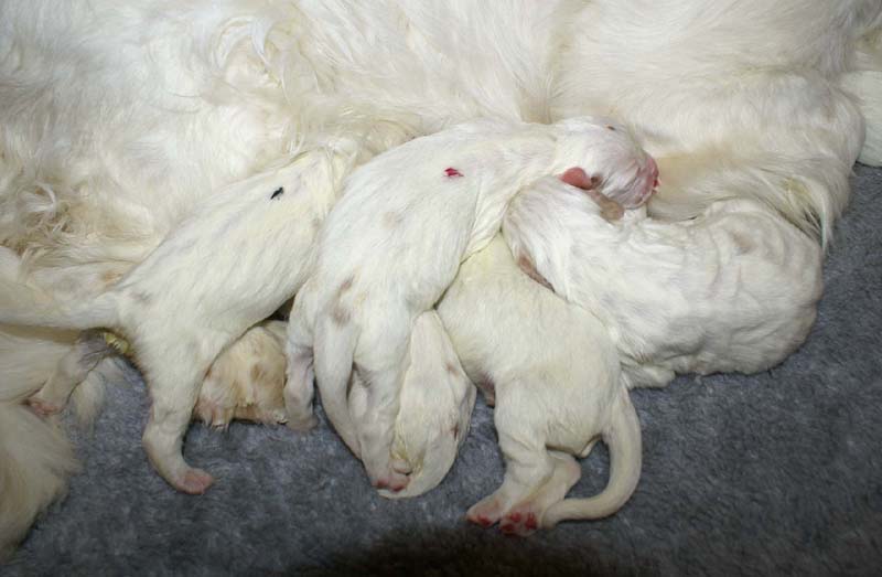 Windy_Fraser_puppies_5thday_j