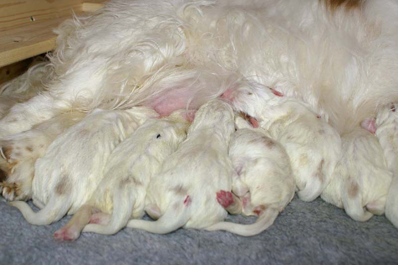 Windy_Fraser_puppies_5thday_k