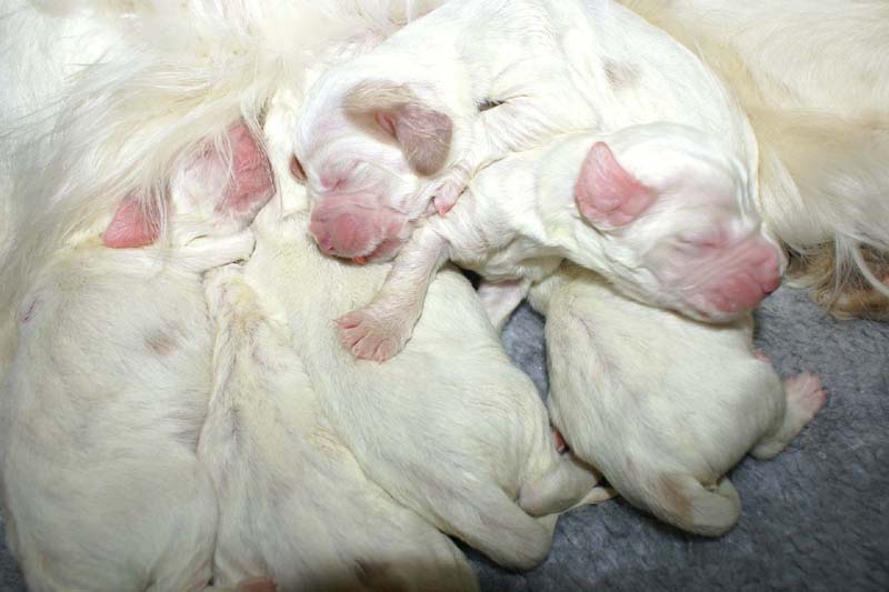 Windy_Fraser_puppies_5thday_l