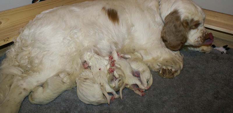 Windy_Fraser_puppies_5thday_m