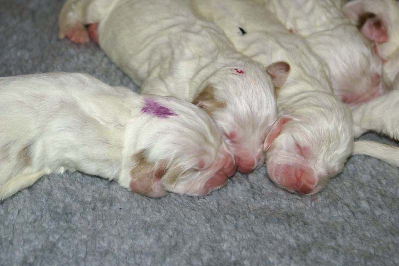 Windy_Fraser_puppies_5thday_p