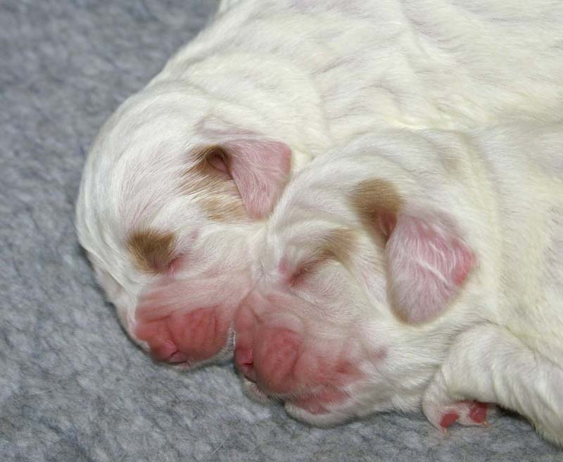 Windy_Fraser_puppies_5thday_q