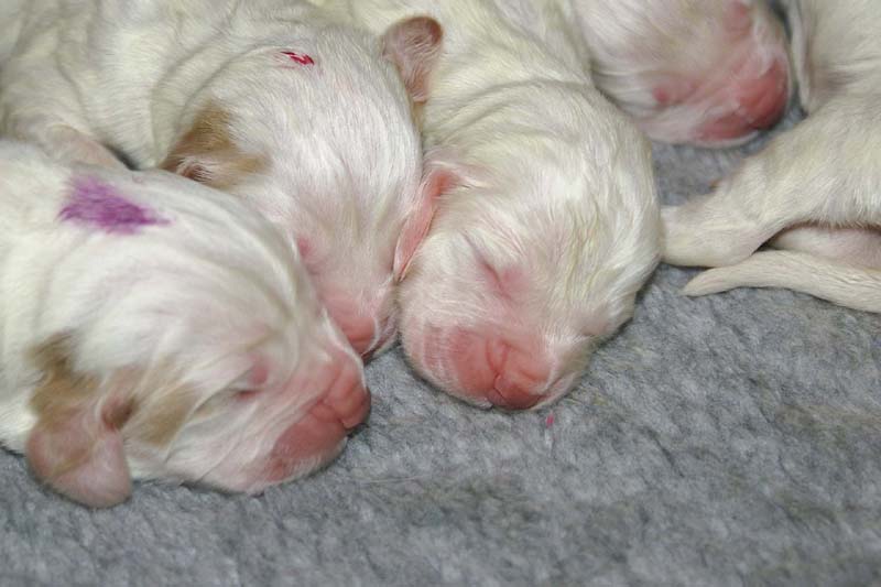 Windy_Fraser_puppies_5thday_t