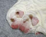 Windy_Fraser_puppies_5thday_q