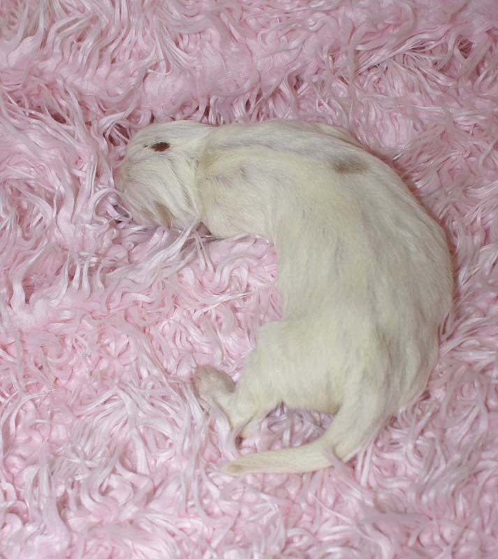 Boy_Bronze_Head_5thday_a1